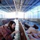 Zhao Yuqing points to a pig during a visit to a farm in Wang’s hometown.